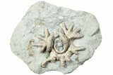 Fossil Crinoid (Agaricocrinus) With Starfish - Crawfordsville #231935-1